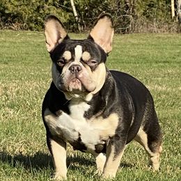 Tootsie - French Bulldog