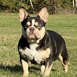 Tootsie - French Bulldog