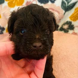 Liver Boy - Liver male Miniature Schnauzer puppy in Malvern, Arkansas from Deep South Miniature Schnauzers