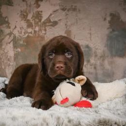 Bruce - Chocolate male Labrador Retriever puppy in Archer Lodge, North Carolina from Archer Lodge Labradors