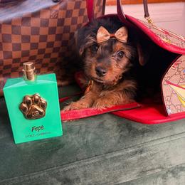Penelope - Black and tan female Yorkshire Terrier puppy in Illinois from Pretty Little Yorkies