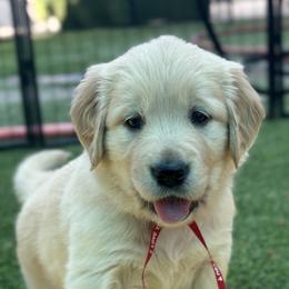 Liberty - Golden female Golden Retriever puppy in Fresno, California from Warwick’s Central California Goldens