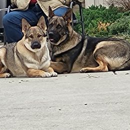 German Shepherd All Grown Up from A2 German Shepherd Dogs