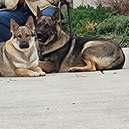 German Shepherd All Grown Up from A2 German Shepherd Dogs