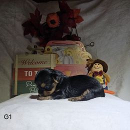 Yorkshire Terrier Puppies from Blueberry Hill Yorkies
