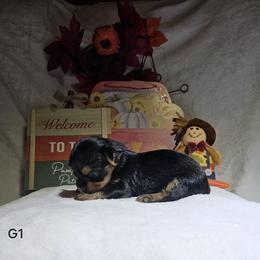 Yorkshire Terrier Puppies from Blueberry Hill Yorkies