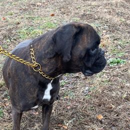 Delta - Boxer