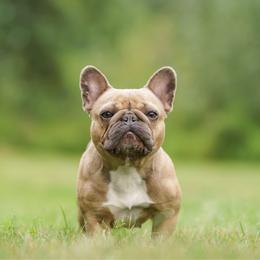 Lumi - French Bulldog