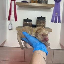 Yellow - Golden male Golden Retriever puppy in Shingle Springs, California from California Spaniels
