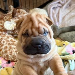 Boy 1 - Red fawn male Chinese Shar-Pei puppy in Fairfield, Texas from Majesty SharPei