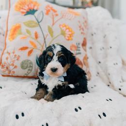 Marshmallow - Tri-color male Bernedoodle puppy in Murray, Utah from Sun Valley Doodles