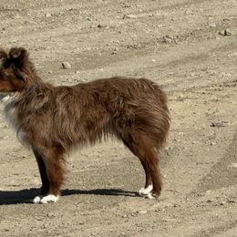 Wylie - Red merle male Toy Australian Shepherd puppy in Billings, Montana from Chapman's Aussies