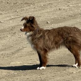Wylie - Red merle male Toy Australian Shepherd puppy in Billings, Montana from Chapman's Aussies