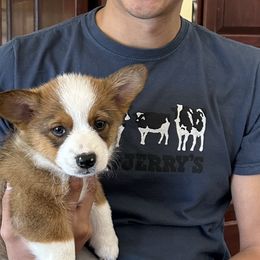 Pembroke Welsh Corgi Puppies from Corgi Love (CLJ Corgis)