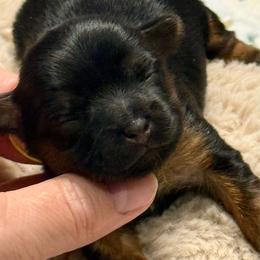 Deina - Black and tan female Yorkshire Terrier puppy in Tangipahoa County, Louisiana from Riche’ Louisiana Yorkies