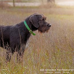 German Wirehaired Pointer and Pudelpointer All Grown Up from Ripsnorter Kennels