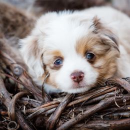 Toy Australian Shepherd Puppies from No Limit Ranch Miniature and Toy Australian Shepherds
