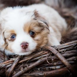 Toy Australian Shepherd Puppies from No Limit Ranch Miniature and Toy Australian Shepherds