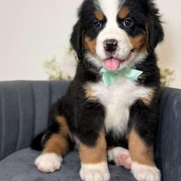 Donny domino - Tri-color male Bernese Mountain Dog puppy in Yuciapa, California from AlltheDoodlez_
