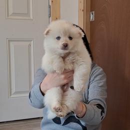 White Fluff 2 - White male Pomsky puppy in Fairbanks, Alaska from Arctic Kennels (Pomskies, Akitas & Shibas)