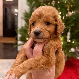 Boy 3 - Red  male Goldendoodle puppy in Meridian, Mississippi from Magnolia Poodles and Doodles