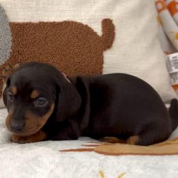 Pink - Black and tan female Dachshund puppy in Bakersfield, California from KC Doxies