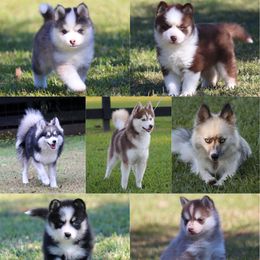 Pomskies from Bayouland Pomskies