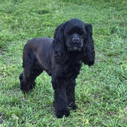 Josie - Black female Cocker Spaniel puppy in Ocala, Florida from Ray of Sunshine Spaniels LLC