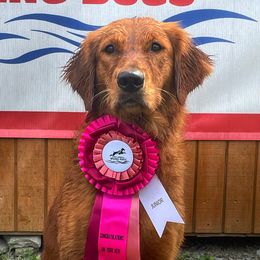 Whiskey - Golden Retriever