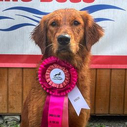 Whiskey - Golden Retriever