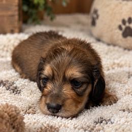 Narnia - Cream female Dachshund puppy in Janesville, California from Elysian Creek Doxies