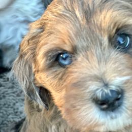 Pebble - Merle female Bernedoodle puppy in Royse City, Texas from Platinum Bernedoodles of Texas