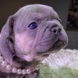 French Bulldogs from The Frenchie Life