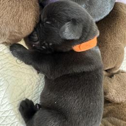 Orange - Black male Labrador Retriever puppy in North East, Pennsylvania from Newara’s Dog House LLC