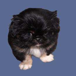 Pekingese Puppies from Amy’s Lil Pekingese