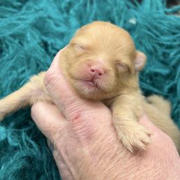 Scotch - Orange male Pomeranian puppy in Franklin, North Carolina from A&J Cutie Pawtooties