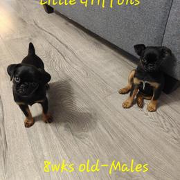 Brussels Griffon Puppies from Little Griffons