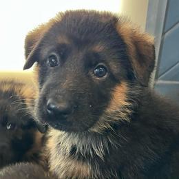 Mr. Denim Blue - Black and red male German Shepherd puppy in Purcellville, Virginia from Starry Night German Shepherd Dogs