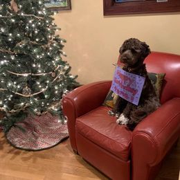 Portuguese Water Dog Puppies from Blue Marina Portuguese Water Dogs