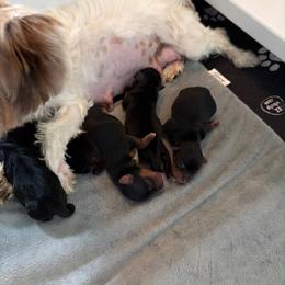 Yorkshire Terrier puppies from Cozy Coeur Yorkies