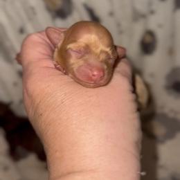 Nutmeg - Red female Cavapoo puppy in Van Alstyne, Texas from Home Grown Puppies