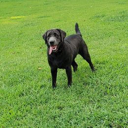Labrador Retriever All Grown Up from Tall Pine Labradors LLC