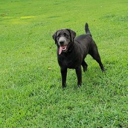 Labrador Retriever All Grown Up from Tall Pine Labradors LLC