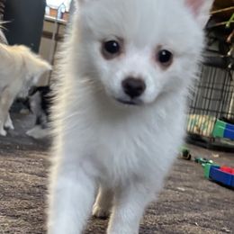Glamour aka Princess - White female Pomsky puppy in Barryton, Michigan from JHS Pomsky