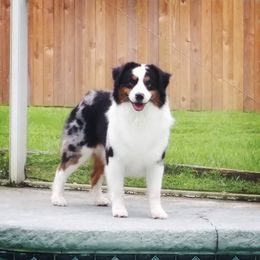 Danny - Miniature American Shepherd