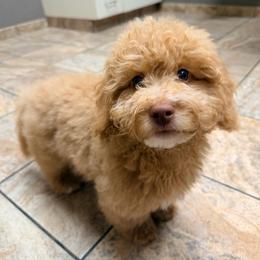 Palmer - Red male Bernedoodle puppy in Port Saint Lucie, Florida from Eastside Paws LLC