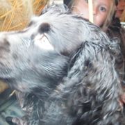 Boykin Spaniels and Labrador Retrievers from Copper Creek Outfitters and Kennel