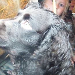 Boykin Spaniels and Labrador Retrievers from Copper Creek Outfitters and Kennel