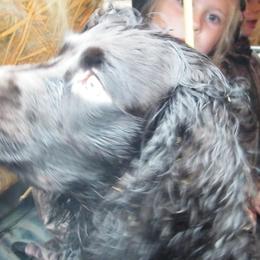 Boykin Spaniels and Labrador Retrievers from Copper Creek Outfitters and Kennel