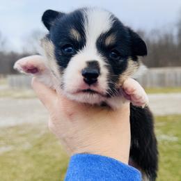Penguin - Black and tan male Pembroke Welsh Corgi puppy in Ashland, Ohio from SS Australian Shepherds